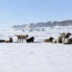 Perros polares argentinos en la Antártida