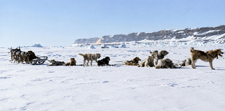 Perros polares argentinos en la Antártida