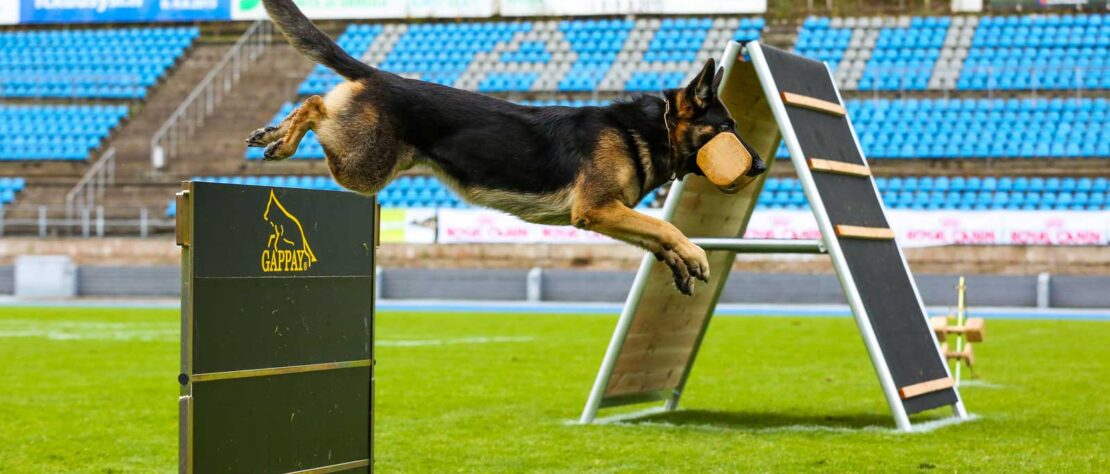 Perro saltando con apport