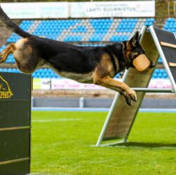Perro saltando con apport